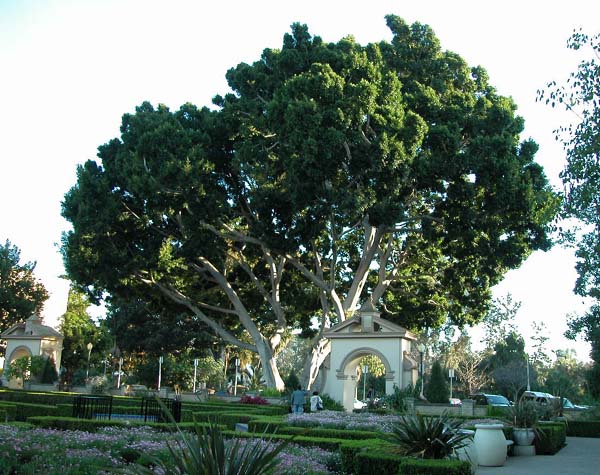 balboa park tree